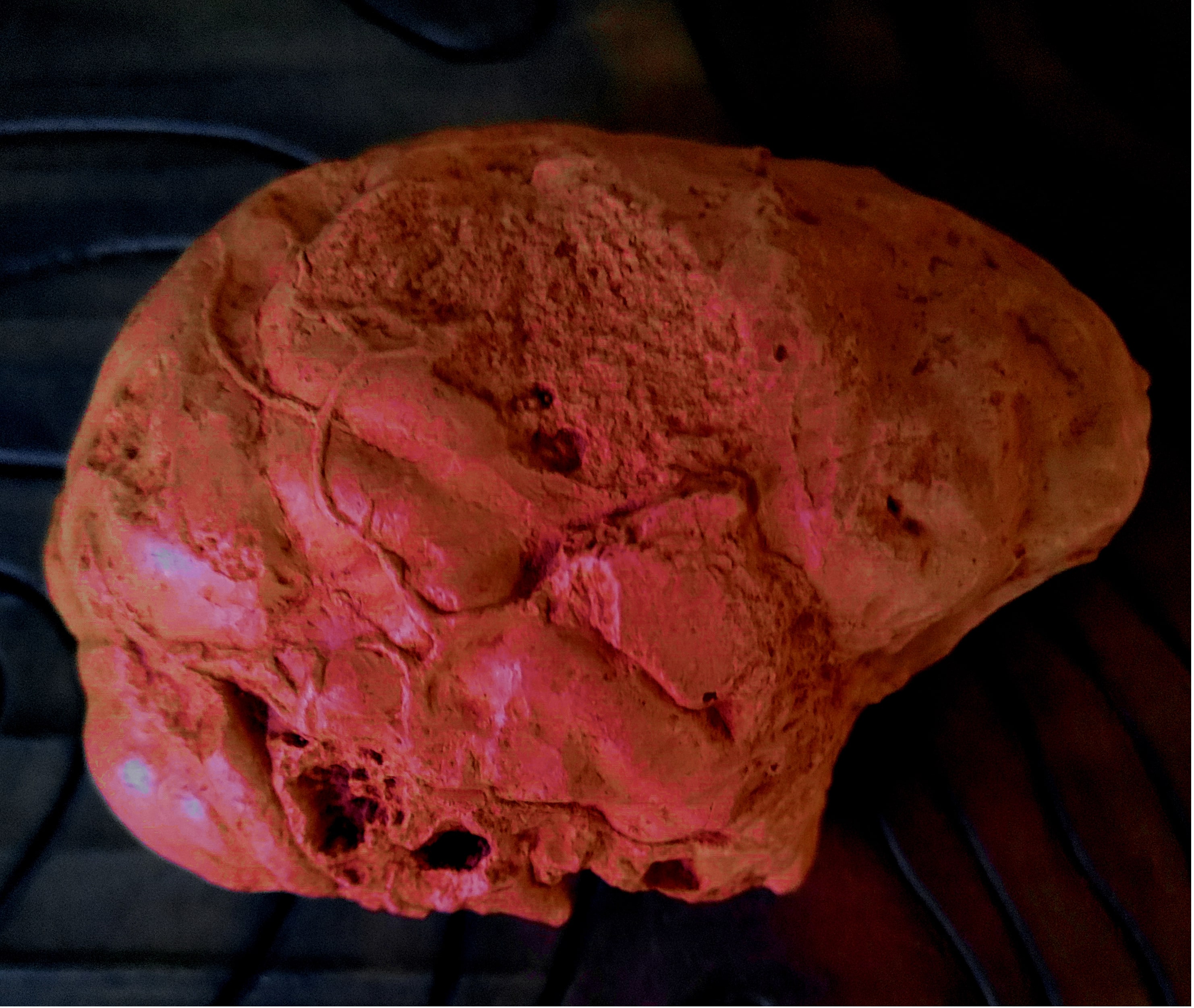 Endocast fossil